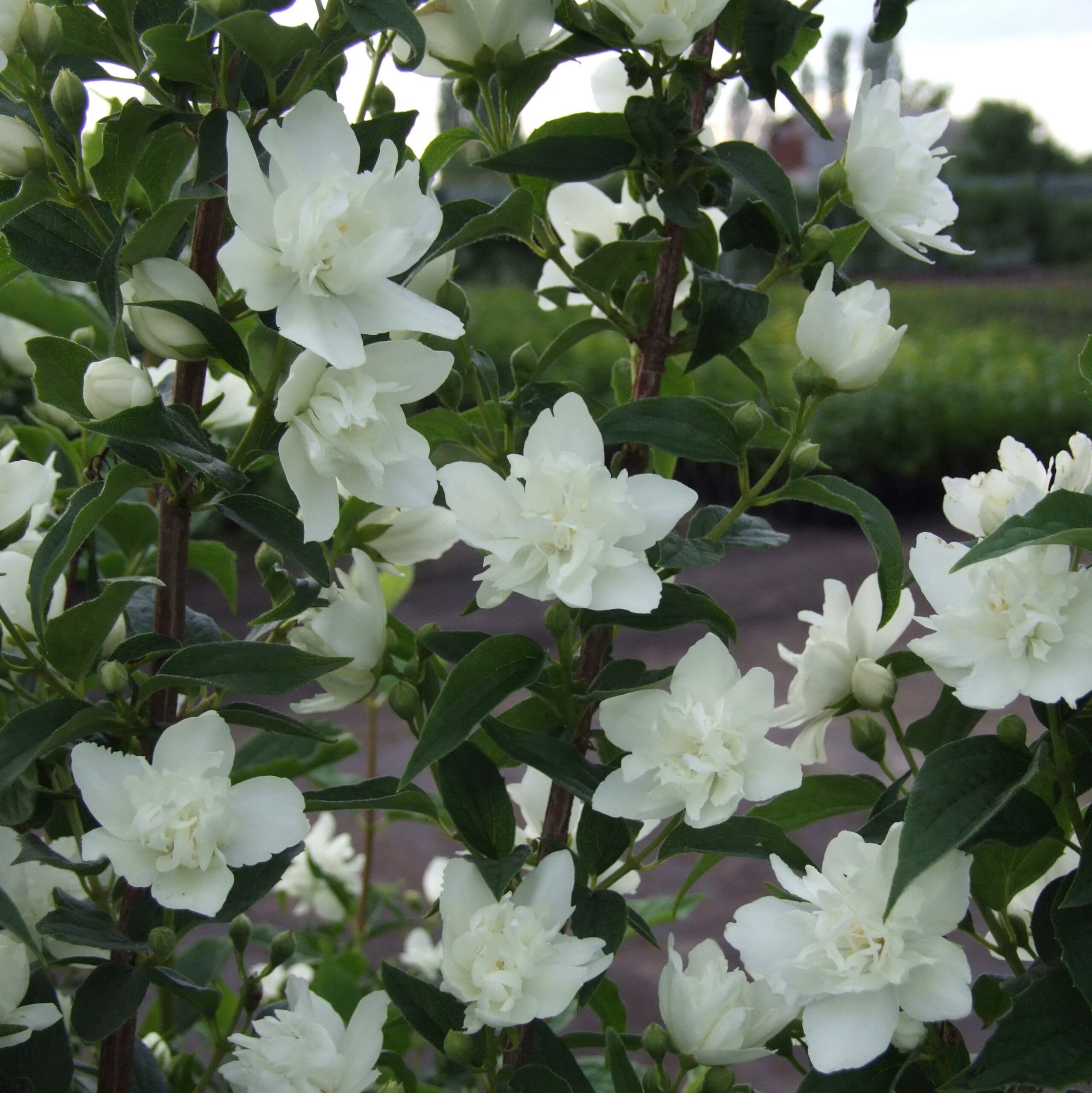 Чубушник Звездный Вальс